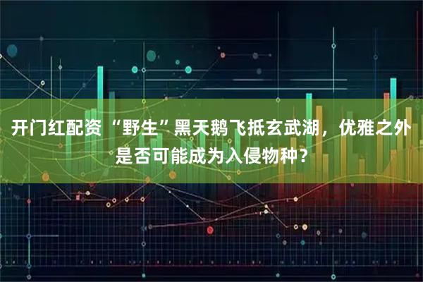 开门红配资 “野生”黑天鹅飞抵玄武湖，优雅之外是否可能成为入侵物种？